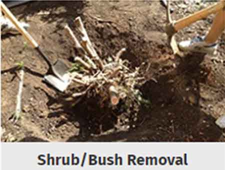 shrub