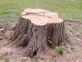 stump